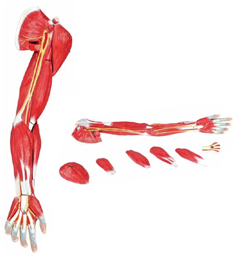 Muscles of the Human Arm